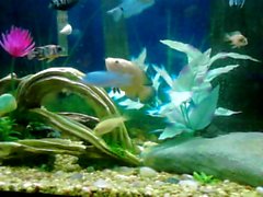 video of my fishes